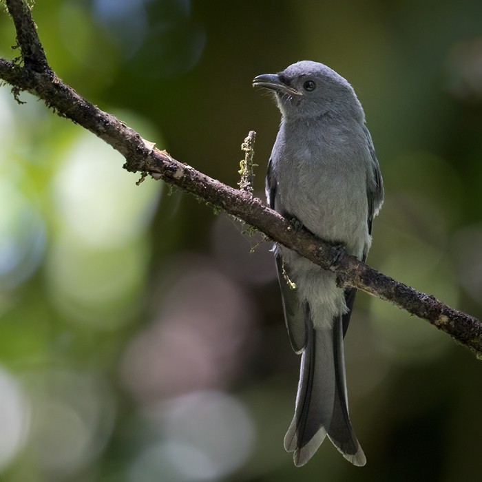 Kül Rengi Drongo [periophthalmicus grubu] - ML206095991