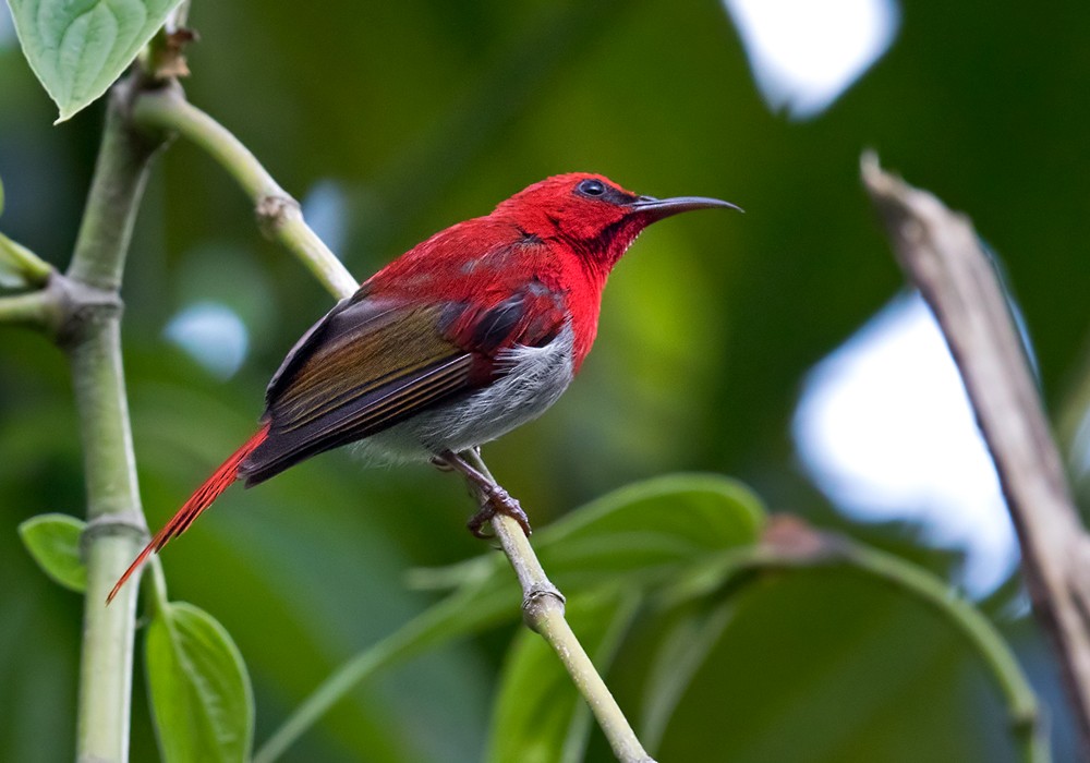 Temminck's Sunbird - ML206096031