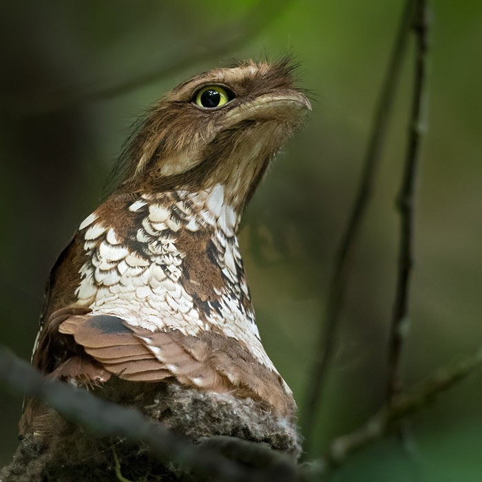 Sumatran Frogmouth - ML206096091