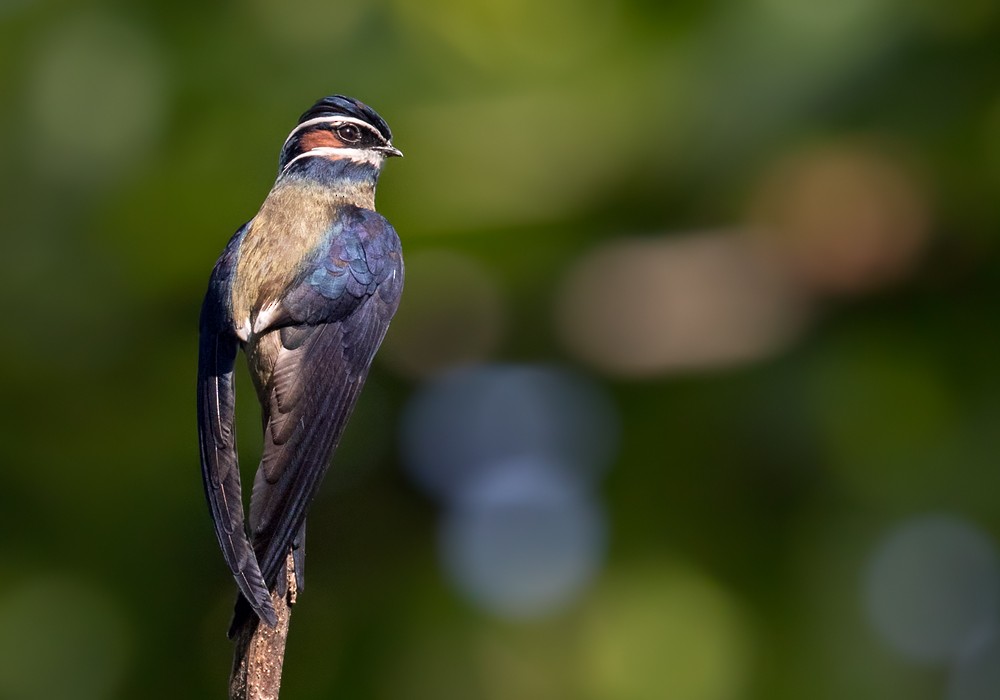 Whiskered Treeswift - Lars Petersson | My World of Bird Photography