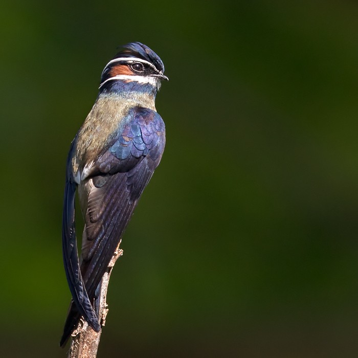 Whiskered Treeswift - ML206096151