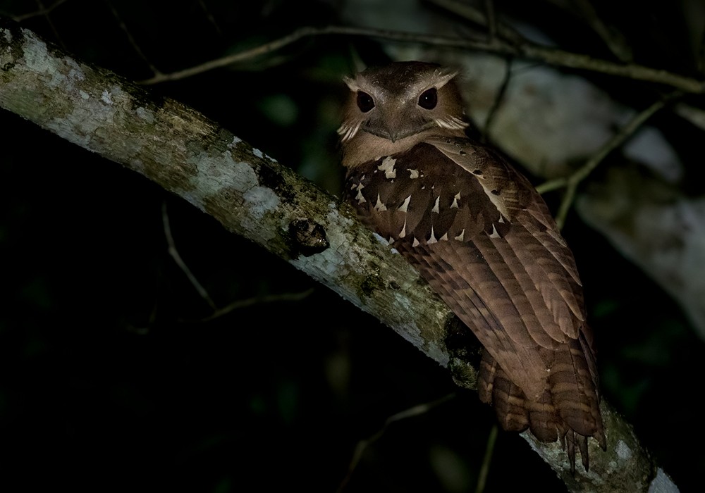 Large Frogmouth - ML206096181