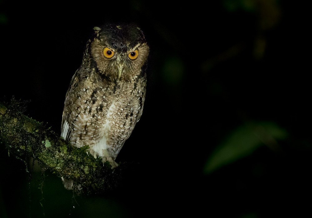 Rajah Scops-Owl (Sumatran) - Lars Petersson | My World of Bird Photography