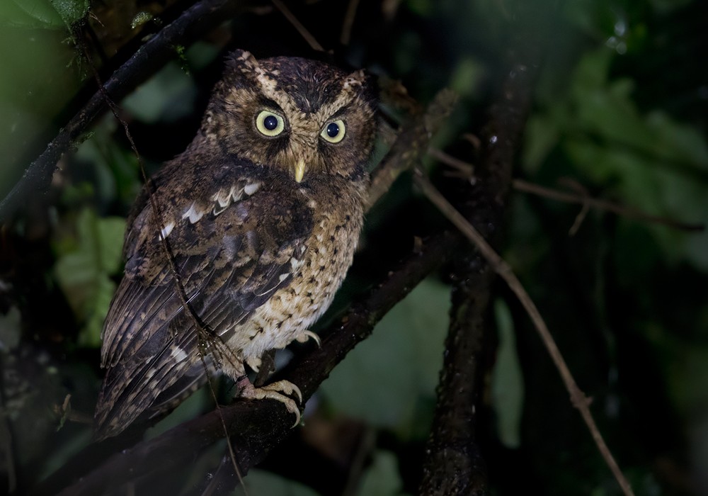 Mountain Scops-Owl - ML206096211