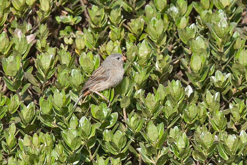 Plain-colored Seedeater - ML206096321