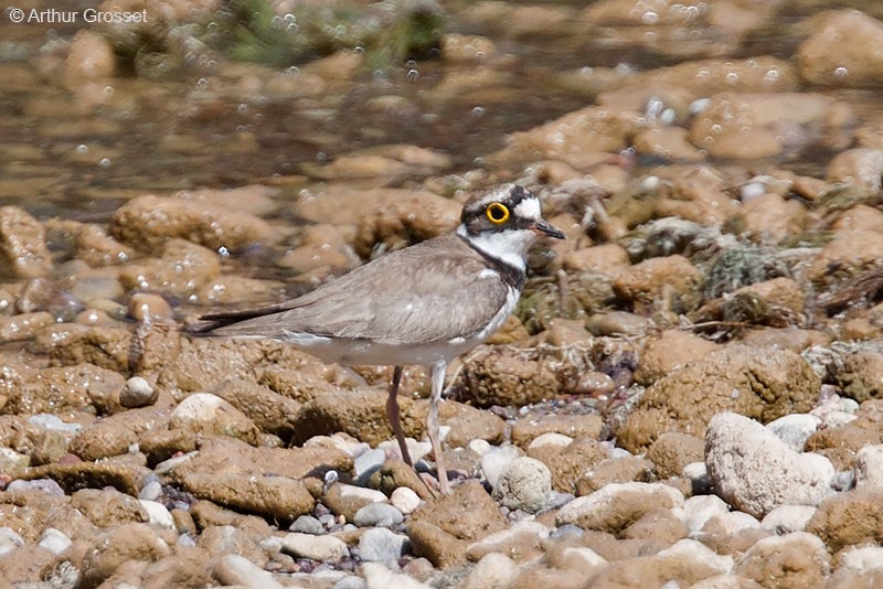 kulík říční (ssp. curonicus) - ML206096341