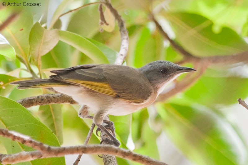 Rufous-banded Honeyeater - ML206096501