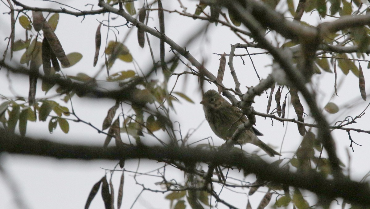 Vesper Sparrow - ML20609661