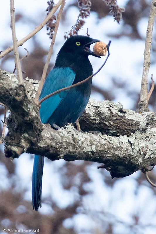 Bushy-crested Jay - ML206096681