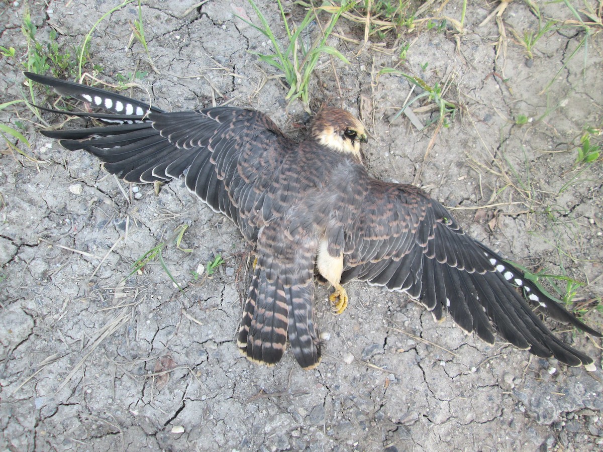 Red-footed Falcon - ML206097181