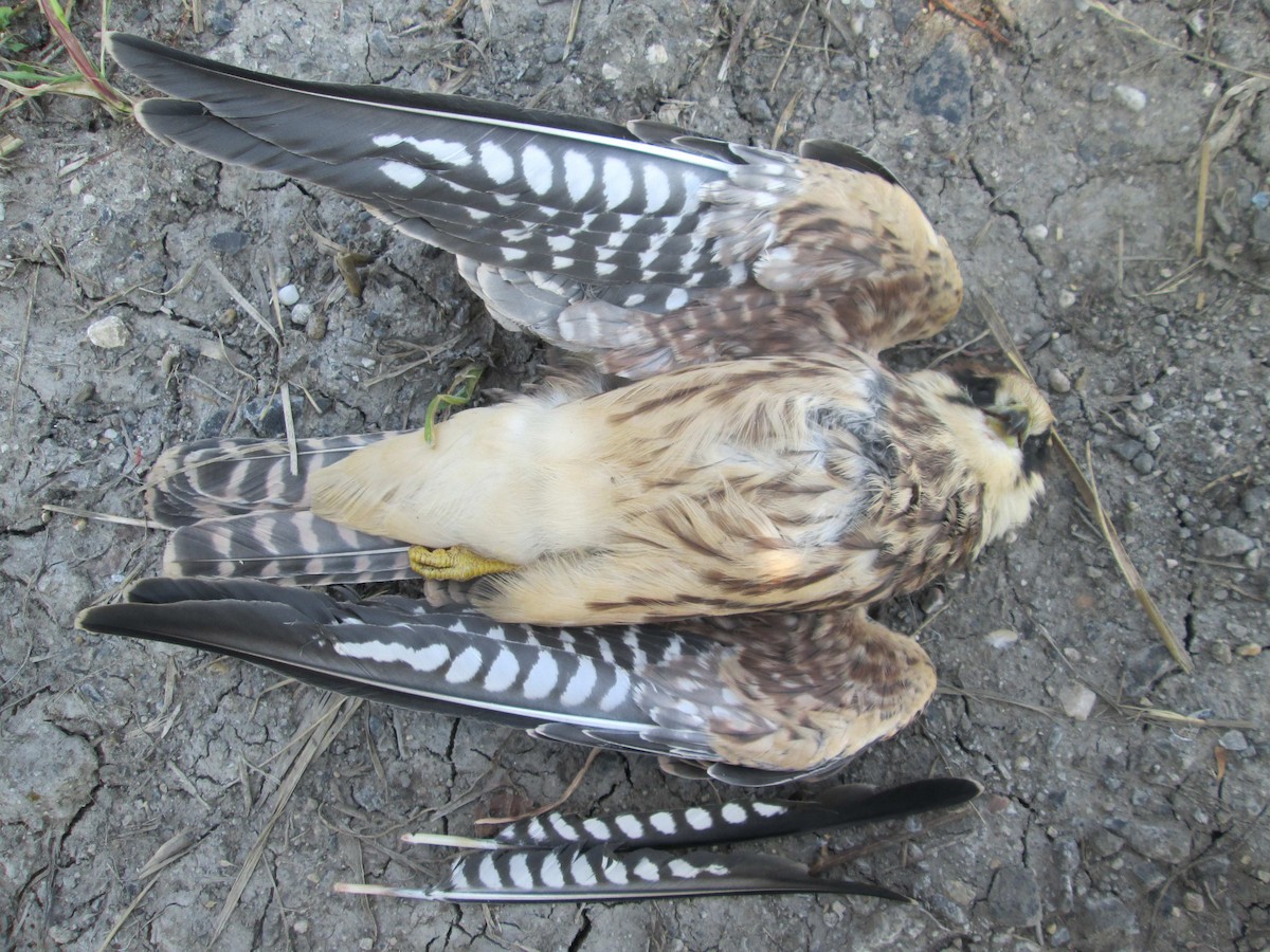 Red-footed Falcon - ML206097191