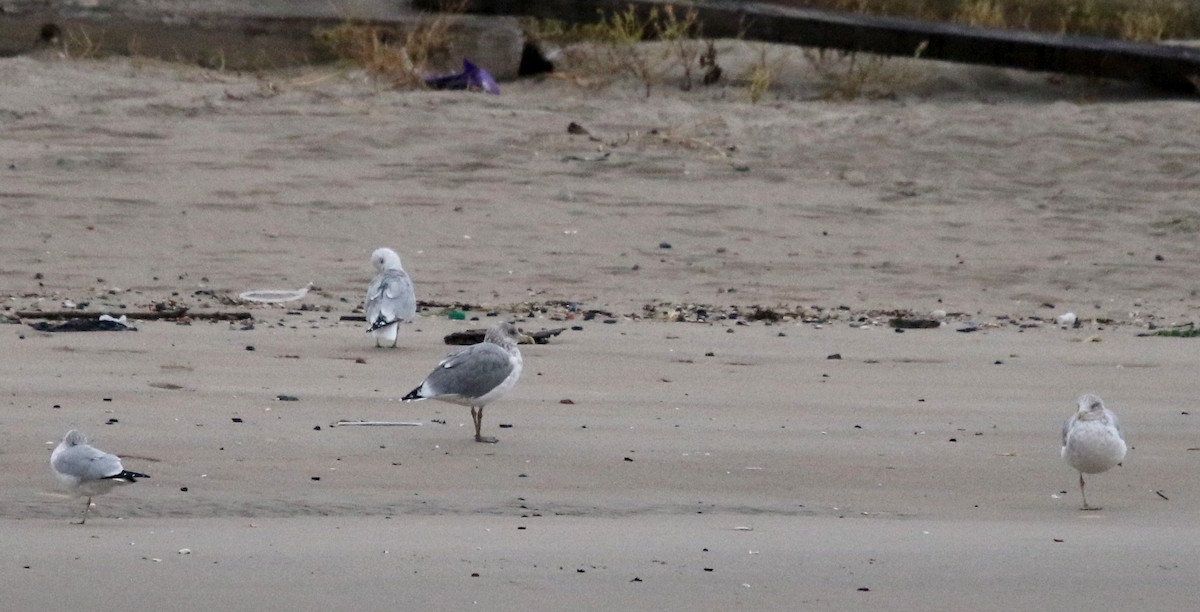Larus sp. - ML20609771