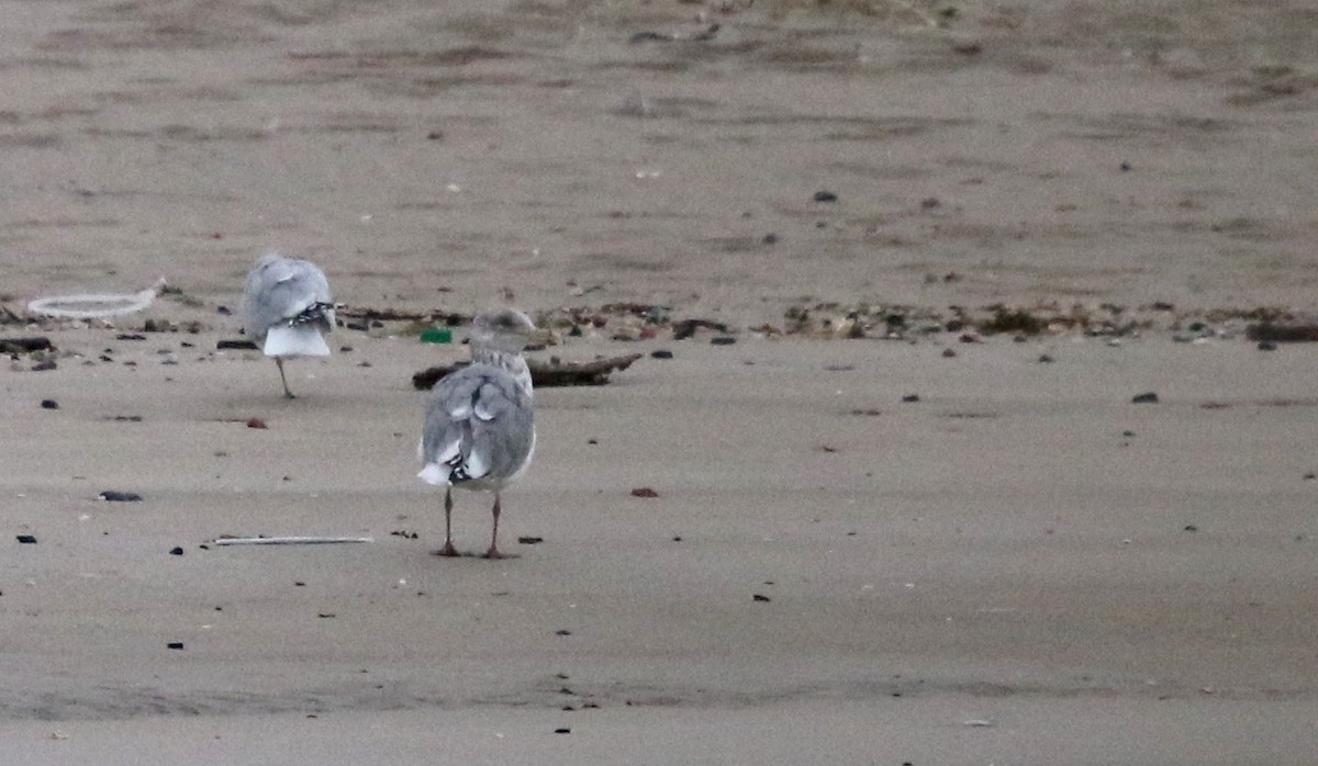 Larus sp. - ML20609781