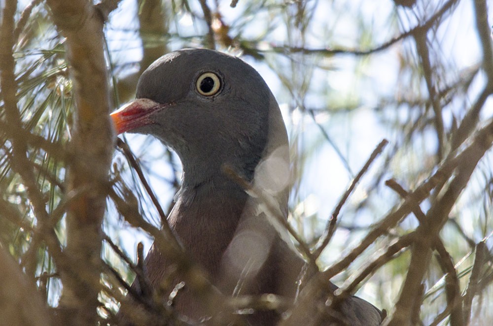 Common Wood-Pigeon (White-necked) - ML206098411