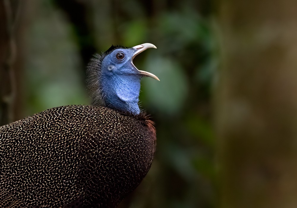Great Argus - Lars Petersson | My World of Bird Photography