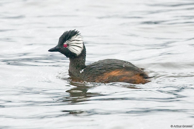 White-tufted Grebe - ML206098861