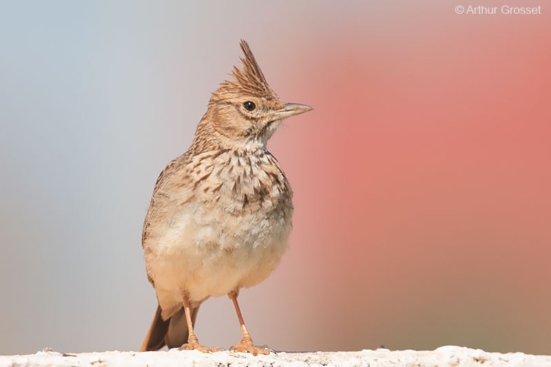 Crested Lark (Crested) - ML206099321