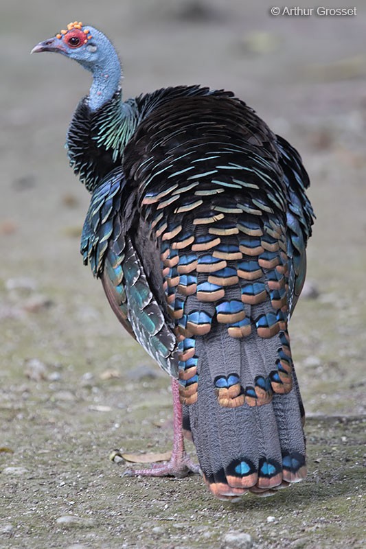 Ocellated Turkey - ML206099391