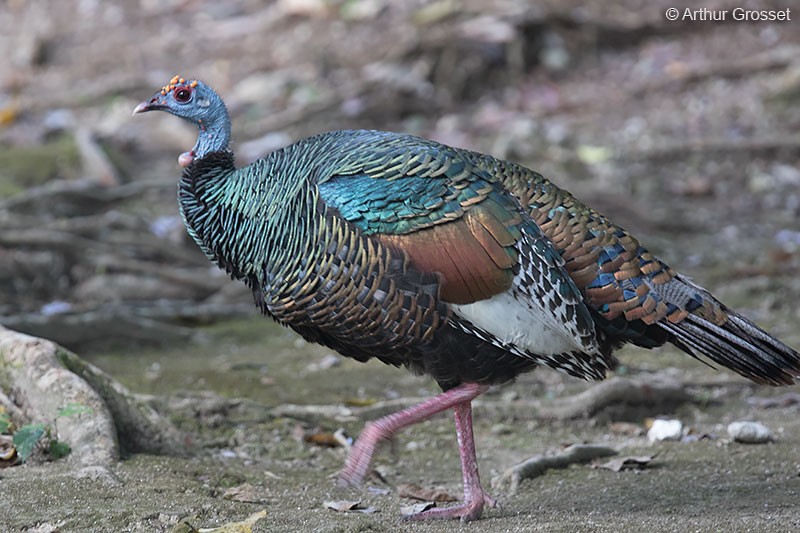 Ocellated Turkey - ML206099401