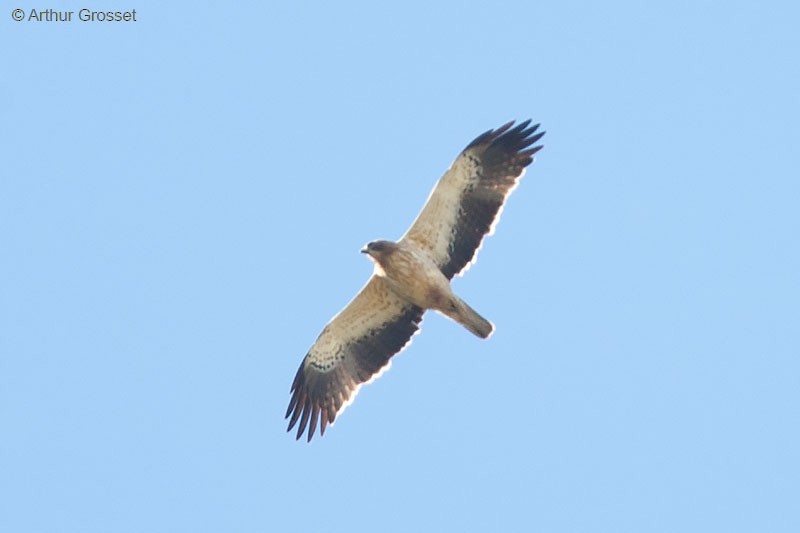 Booted Eagle - Arthur Grosset