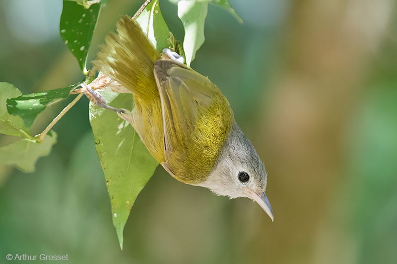 メジロヒメモズモドキ（decurtata／darienensis） - ML206099481