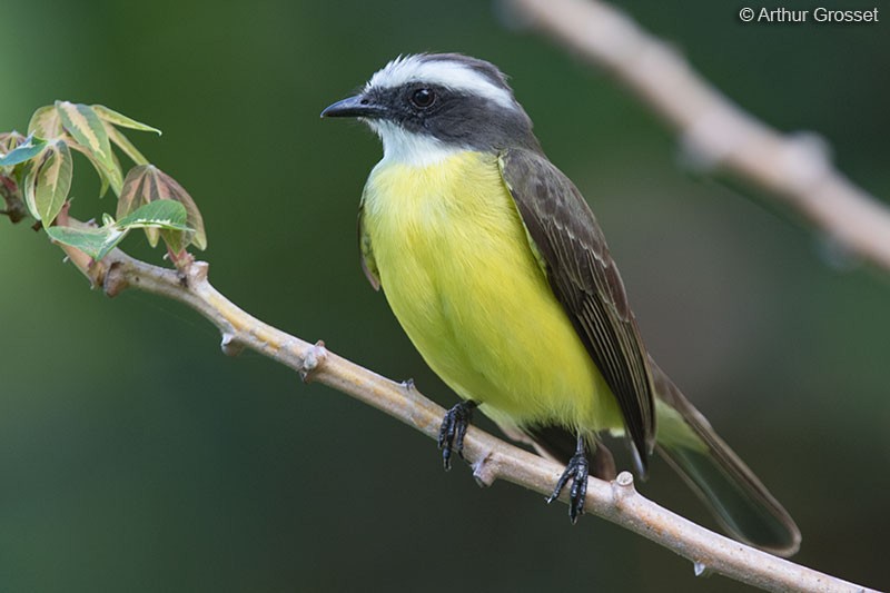 Social Flycatcher (Vermilion-crowned) - ML206099741