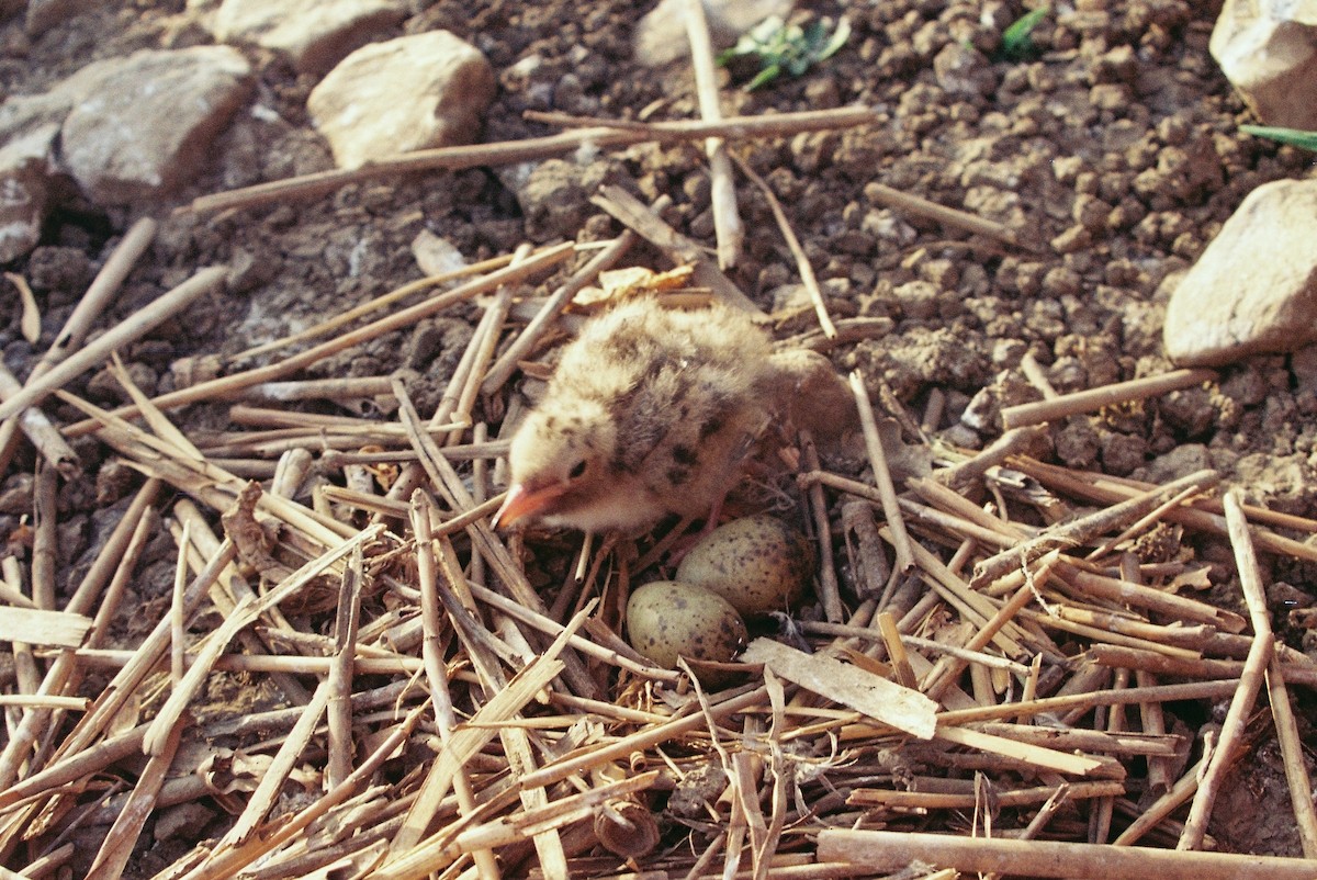 Sumru (hirundo/tibetana) - ML206100381