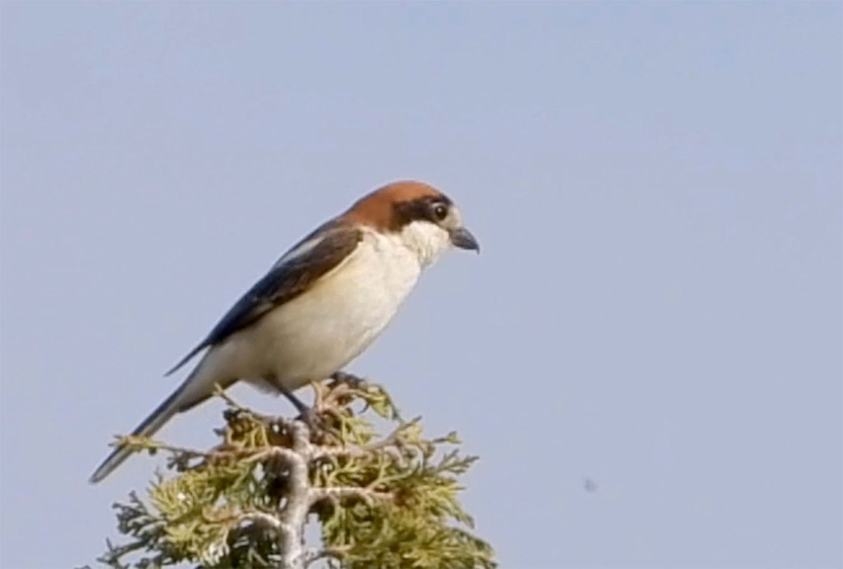 Woodchat Shrike (Western) - ML206100631