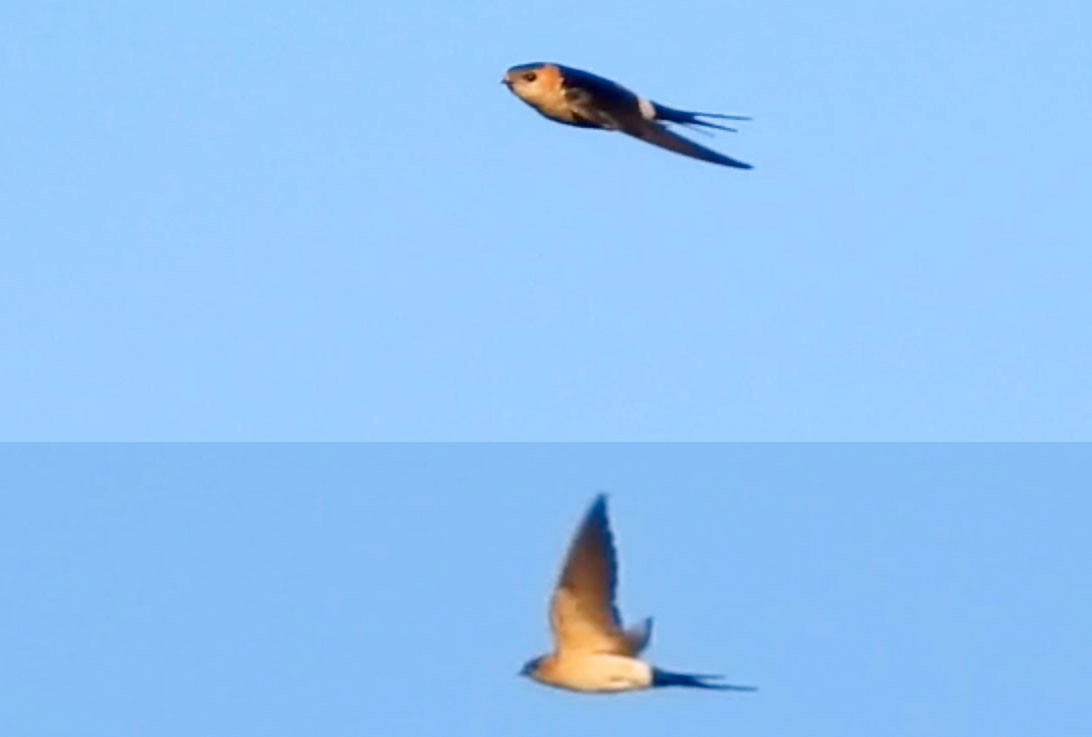 Red-rumped Swallow (Red-rumped) - ML206100641