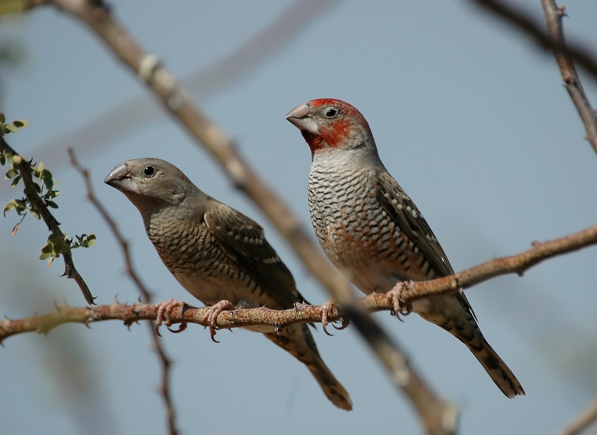 Red-headed Finch - Augusto Faustino