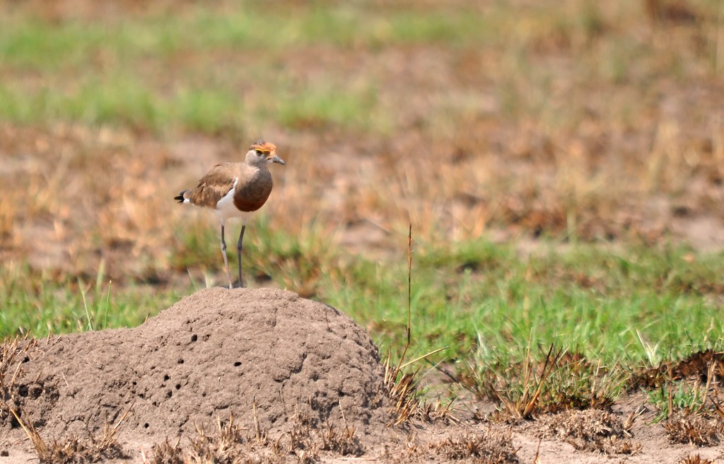 Brown-chested Lapwing - ML206100911