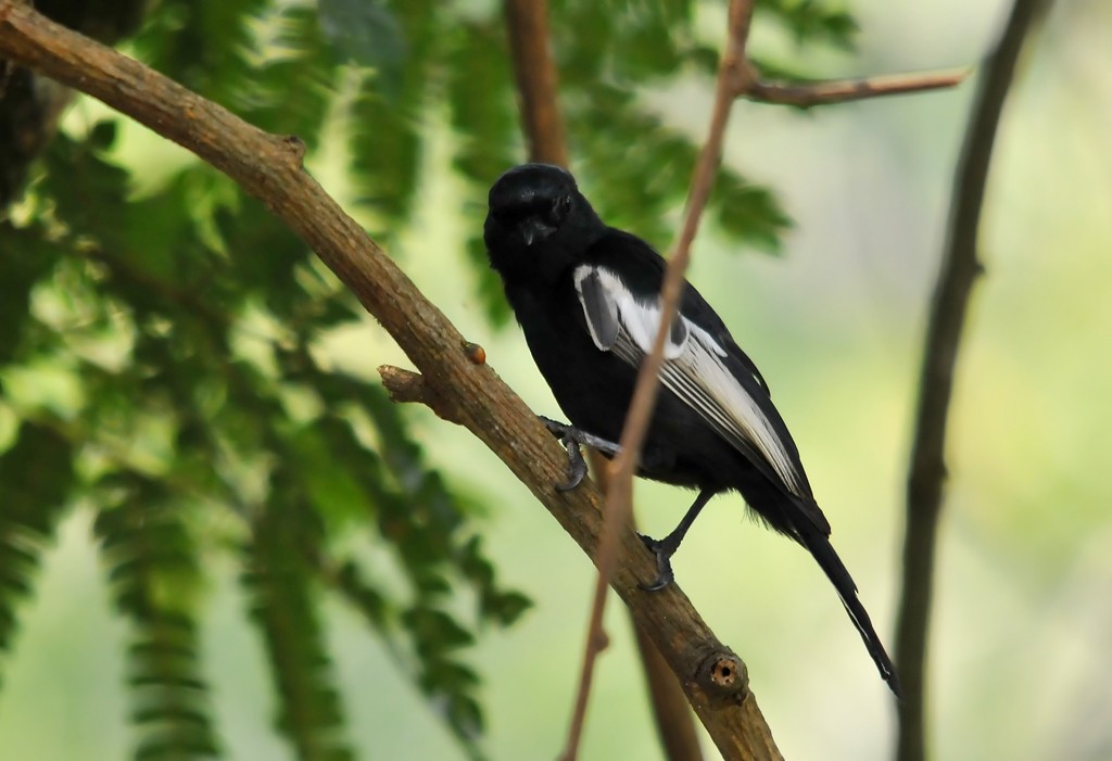 White-winged Black-Tit - Augusto Faustino