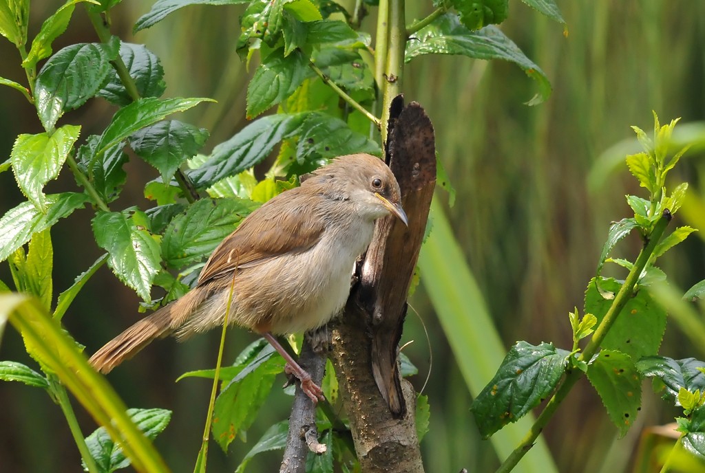 Lesser Swamp Warbler - Augusto Faustino