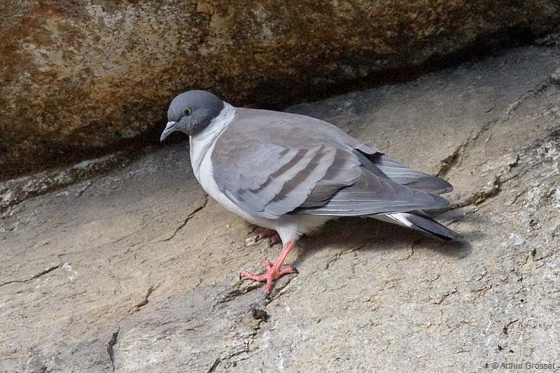 Snow Pigeon - ML206101251