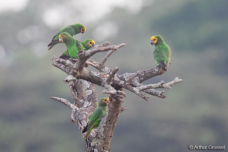 Yellow-fronted Parrot - ML206102091