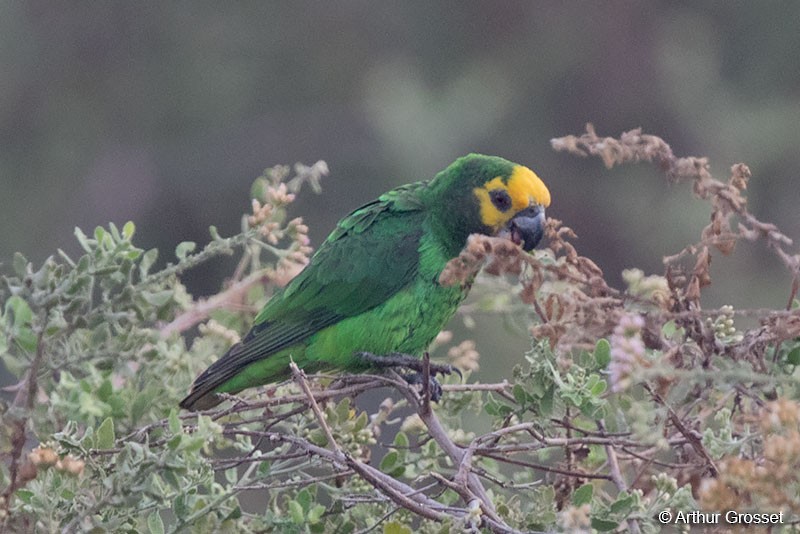 Yellow-fronted Parrot - ML206102101