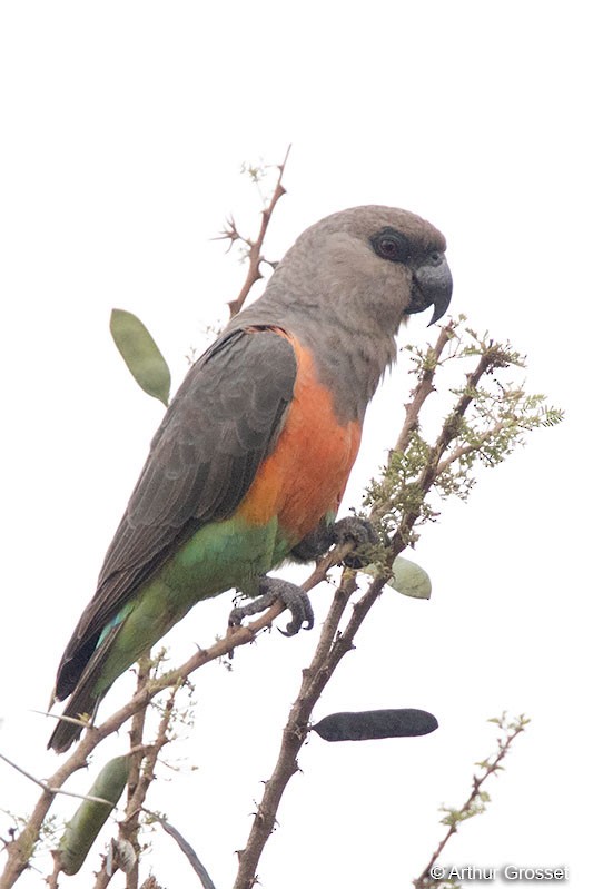 papoušek oranžovoprsý - ML206102111