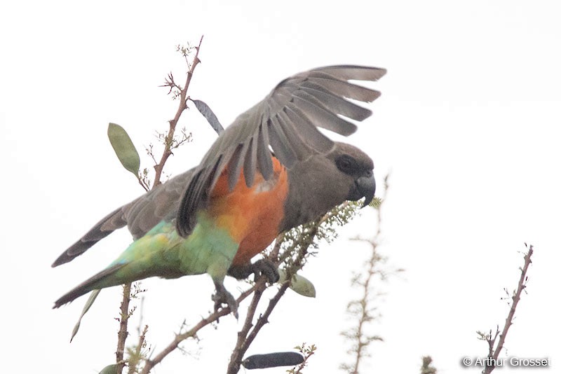 papoušek oranžovoprsý - ML206102121