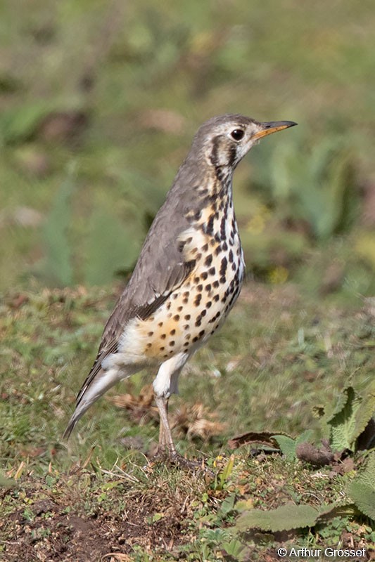 Ethiopian Thrush - ML206102211