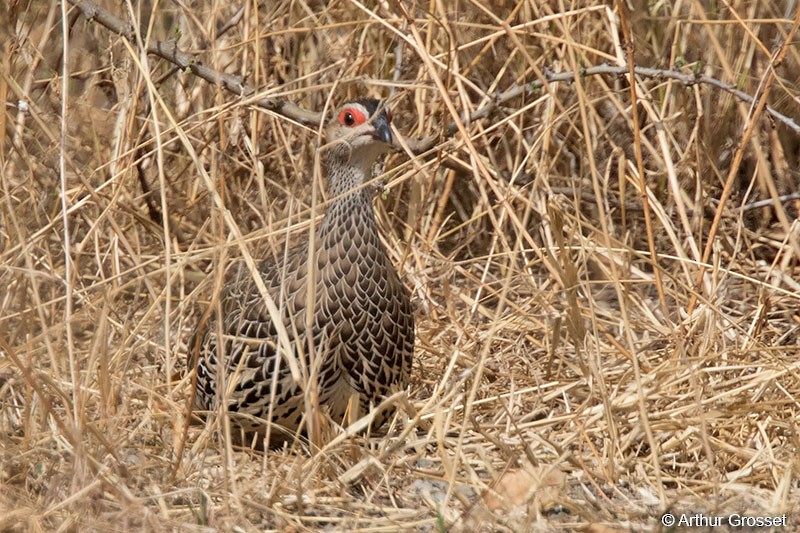 Francolin de Clapperton - ML206102251