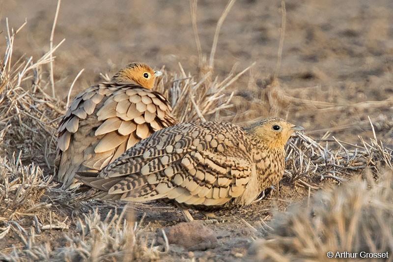 Chestnut-bellied Sandgrouse (African) - ML206102271