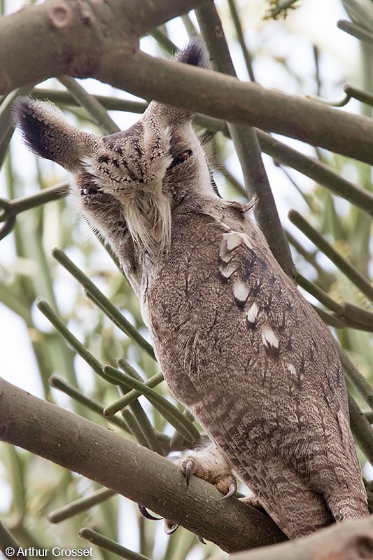 Northern White-faced Owl - ML206102321