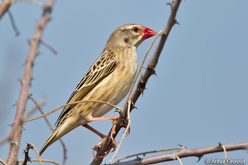 Red-billed Quelea - ML206102341