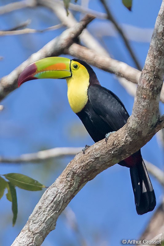 Keel-billed Toucan - ML206102351