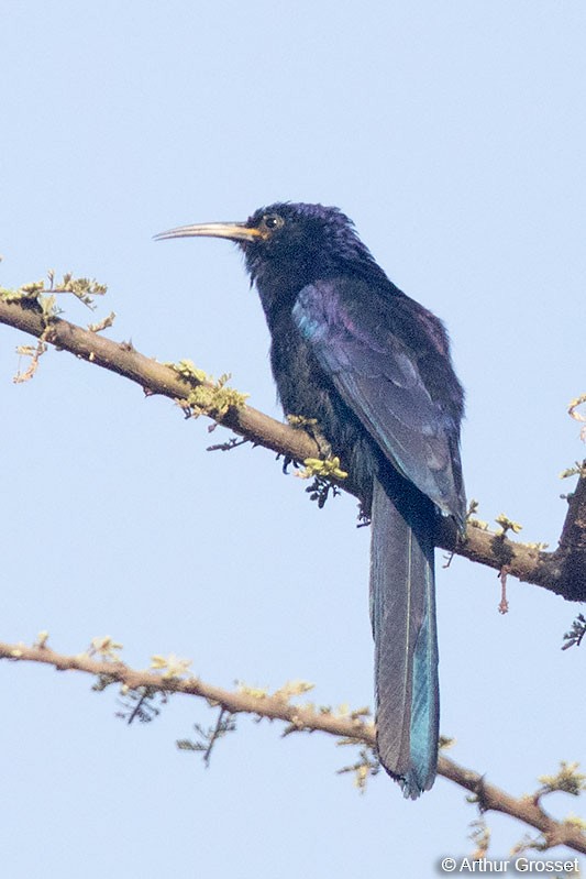 Black Scimitarbill - ML206102371