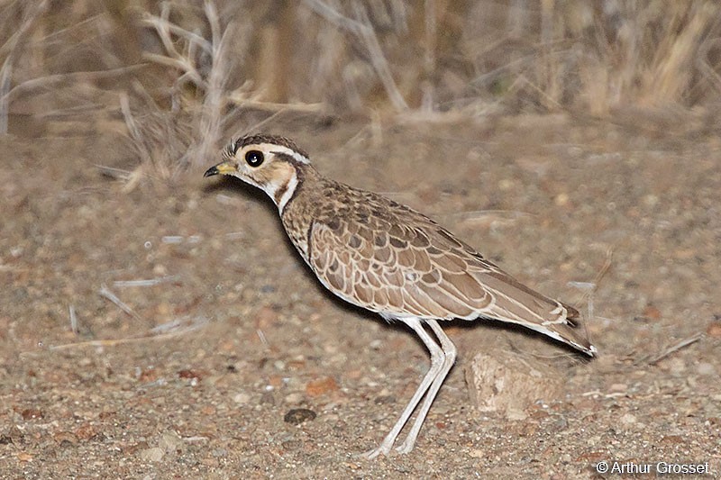 Three-banded Courser - ML206102381