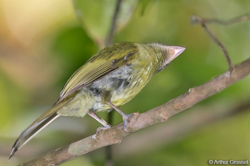 Eye-ringed Flatbill - ML206102411