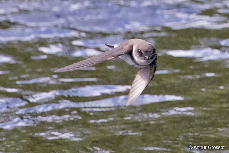 Bank Swallow - ML206102451