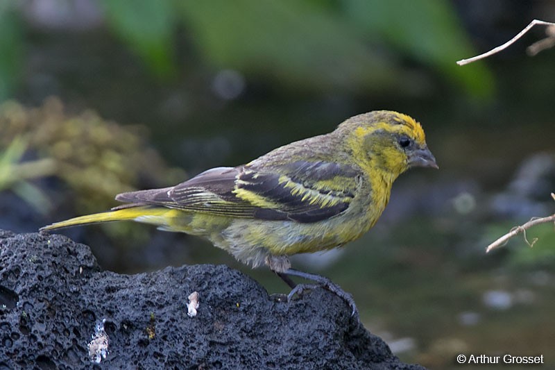 Yellow-crowned Canary - Arthur Grosset