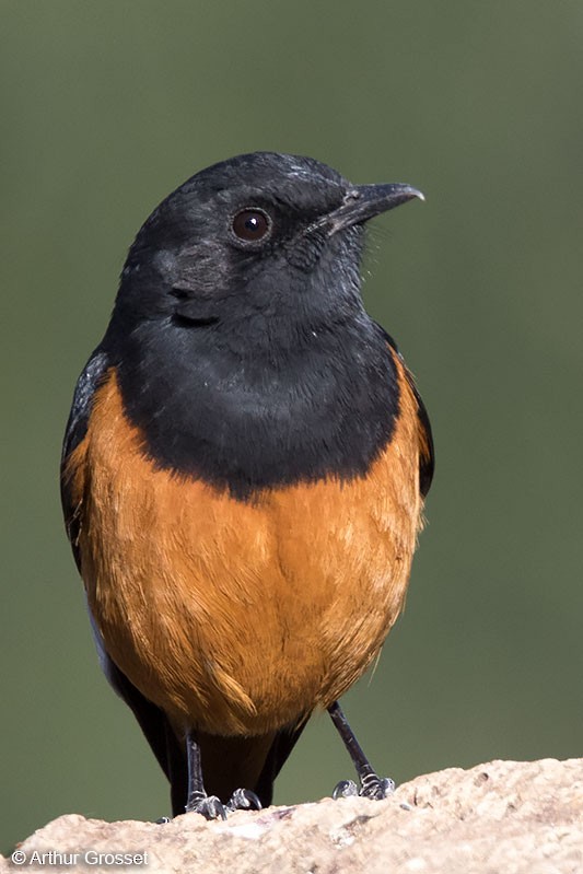 White-winged Cliff-Chat - ML206102601